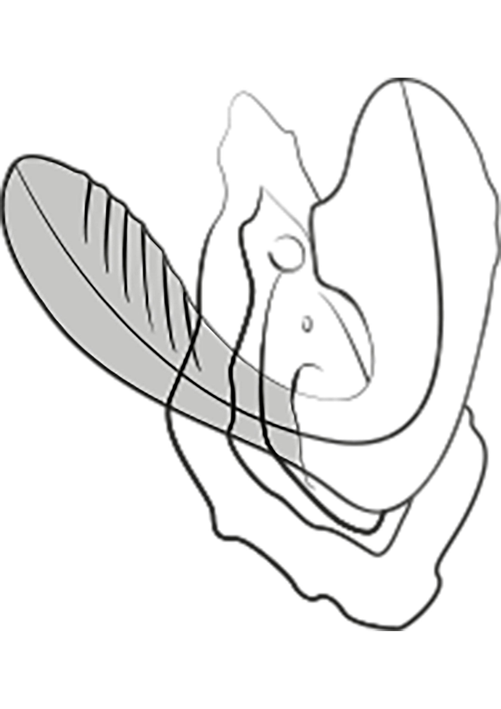 Illustration d'une plume et d'une forme abstraite. Parfait pour créations artistiques et projets de design.; Illustratie van een veer en abstracte vorm. Perfect voor creatieve projecten en designs.; Illustration of a feather and abstract shape. Perfect for creative projects and designs.