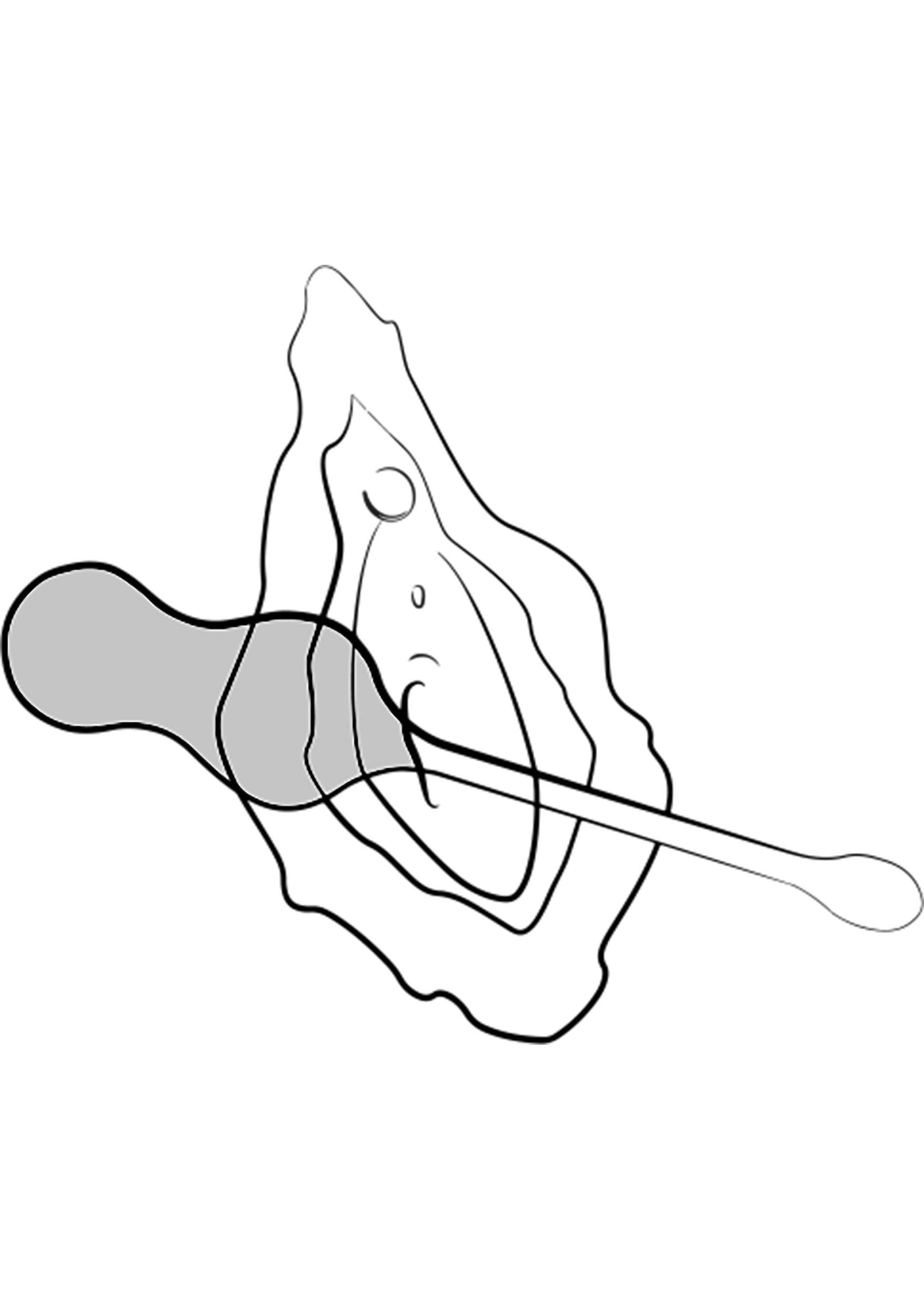 Illustration minimaliste d'une huître fraîche avec une cuillère.; Minimalistische illustratie van een verse oester met een lepel.; Minimalist illustration of a fresh oyster with a spoon.