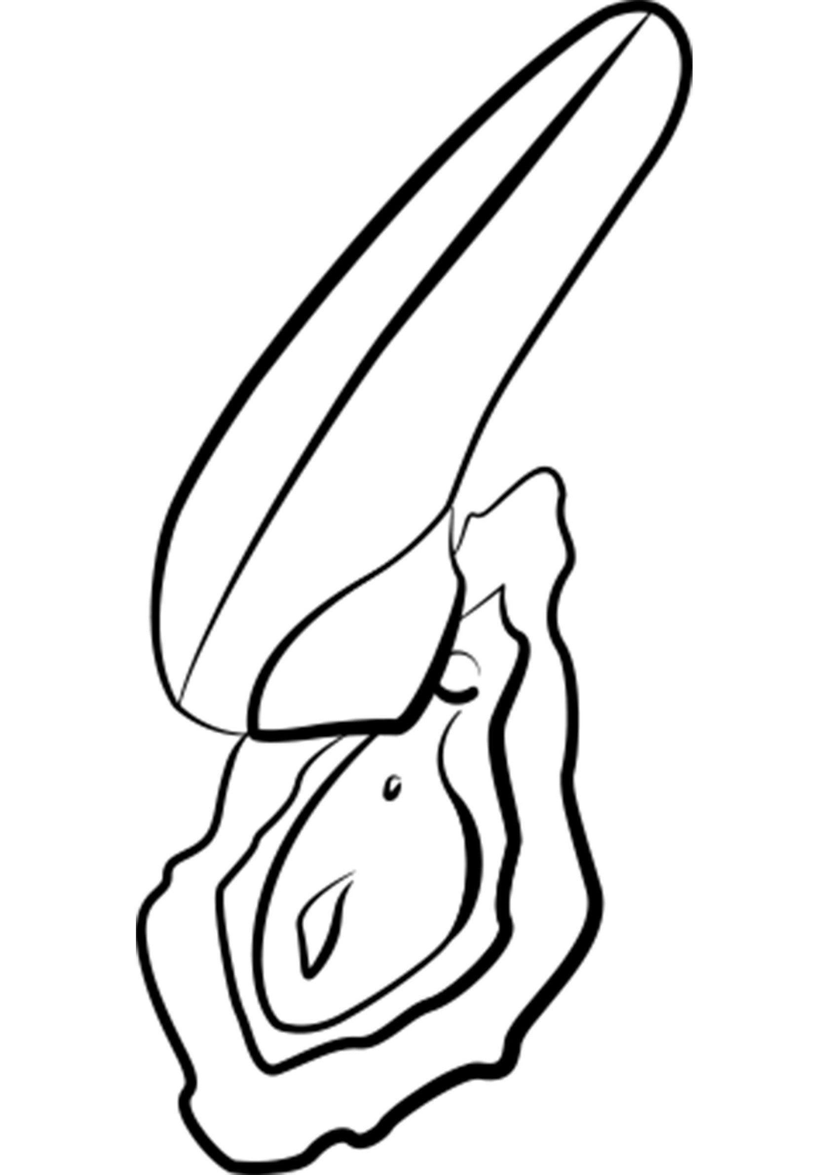 Illustration minimaliste d'une huître ouverte, idéale pour un décor marin élégant.; Minimalistische illustratie van een open oester, ideaal voor een stijlvolle maritieme decoratie.; Minimalist illustration of an open oyster, ideal for stylish sea-themed decor.