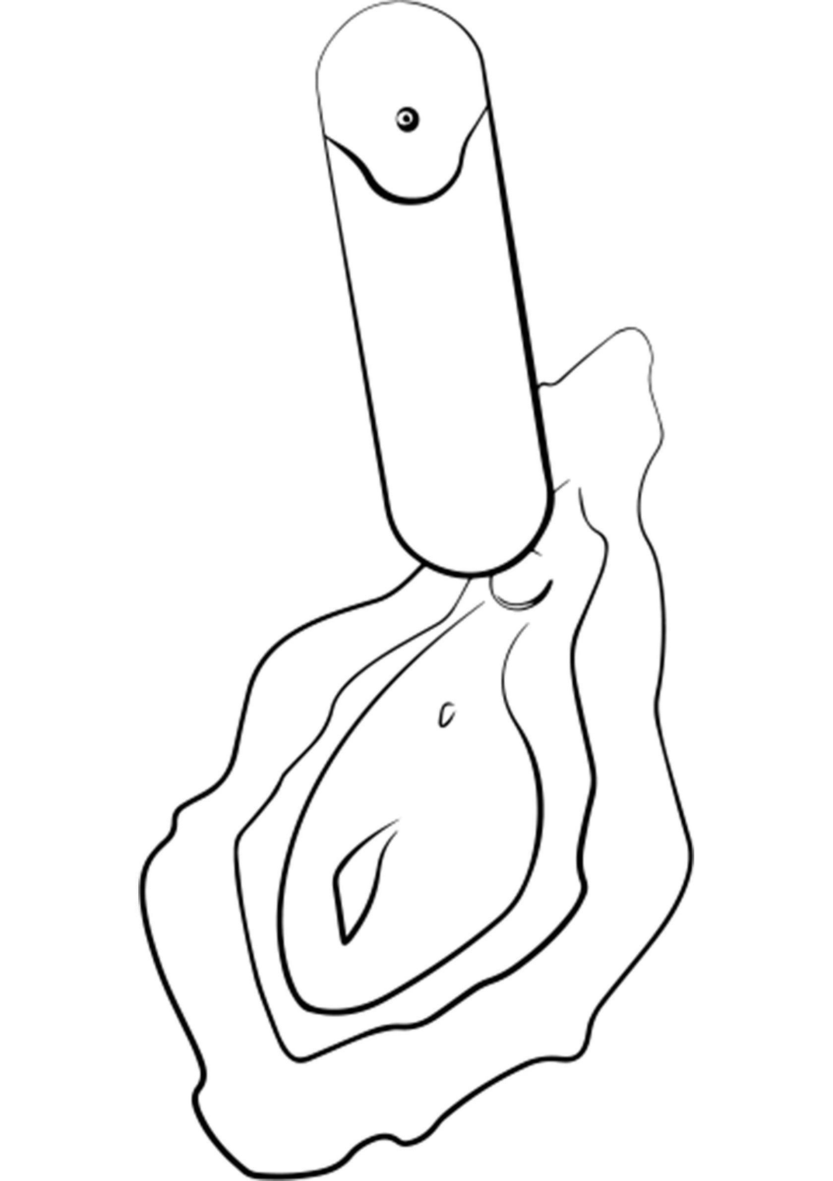 Illustration minimaliste d'un ouvre-huître et d'une huître, idéal pour un restaurant de fruits de mer ou une boutique de produits marins.; Minimalistische illustratie van een oestermes en een oester, ideaal voor een visrestaurant of een winkel met maritieme producten.; Minimalist illustration of an oyster knife and oyster, great for seafood restaurants or a maritime product shop.