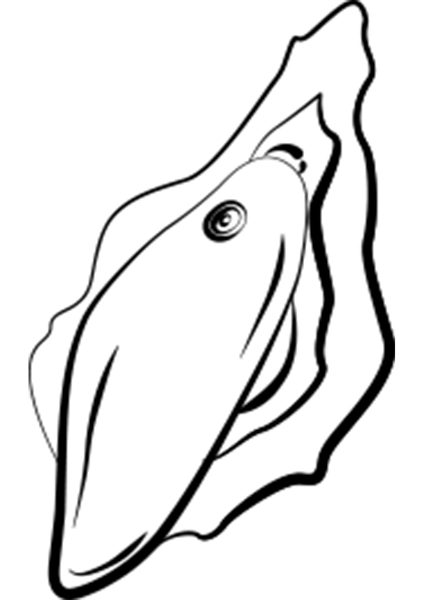 Contour d'un coquillage, idéal pour le coloriage, les travaux manuels ou les décorations à thème marin.; Schelpcontour, perfect voor kleuren, knutselen of decoraties met een zeethema.; Seashell outline, perfect for coloring, crafting, or ocean-themed decorations.