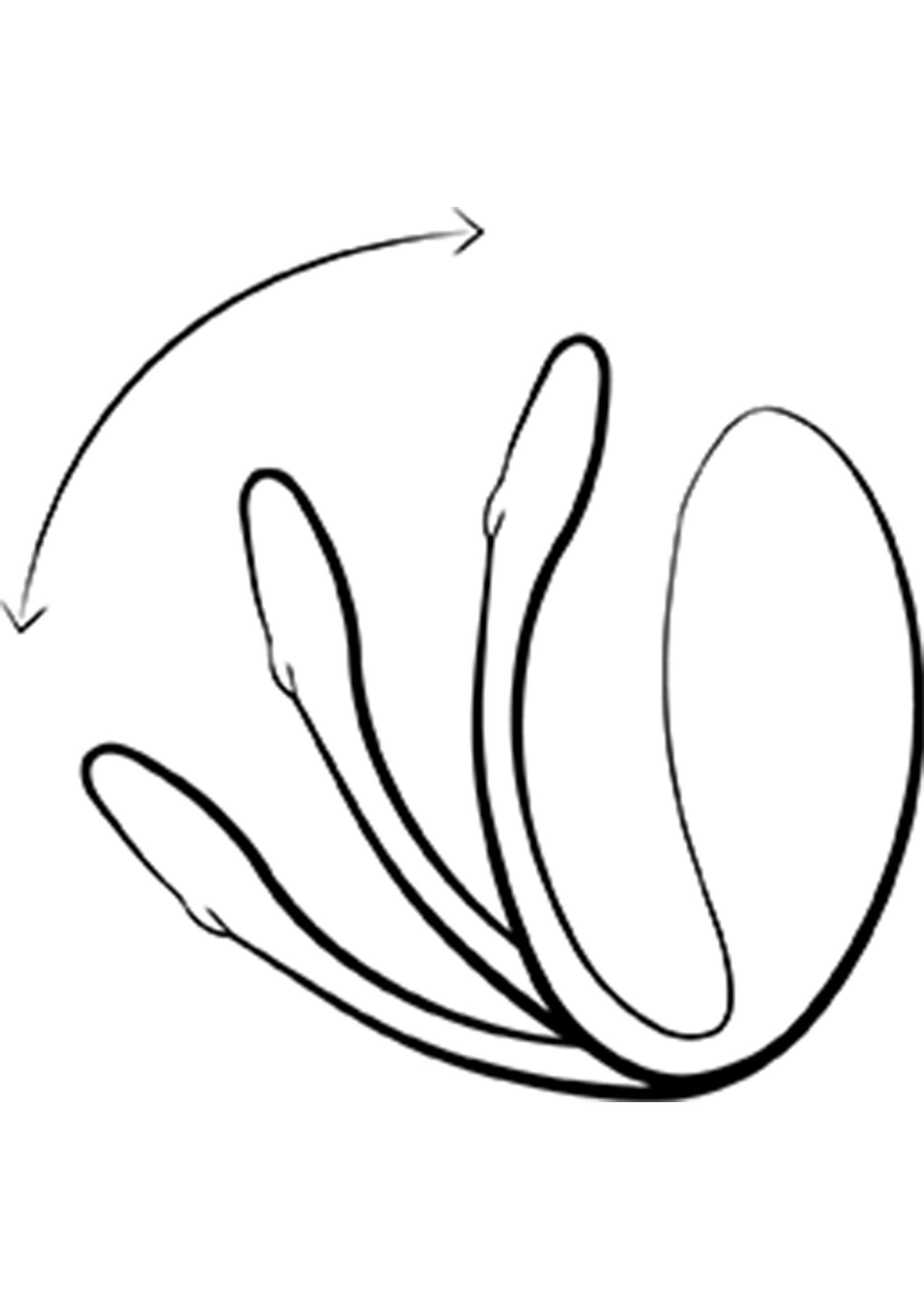 Schéma d'un accessoire érotique flexible avec une flèche indiquant un mouvement.; Schematische weergave van een flexibel erotisch accessoire met een pijl die een beweging aangeeft.; Schematic of a flexible erotic accessory with an arrow indicating movement.