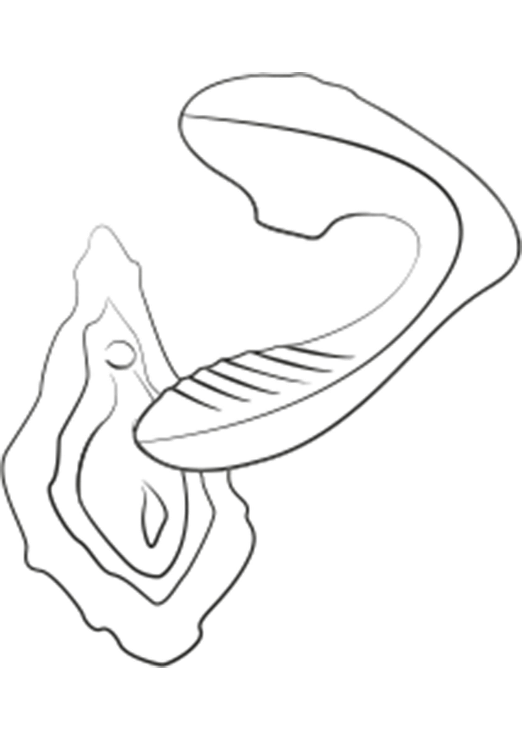 Image au trait d'un stimulateur clitoridien pour le plaisir intime.; Lijnafbeelding van een clitorisstimulator voor intiem plezier.; Line art of a clitoral stimulator for intimate pleasure.