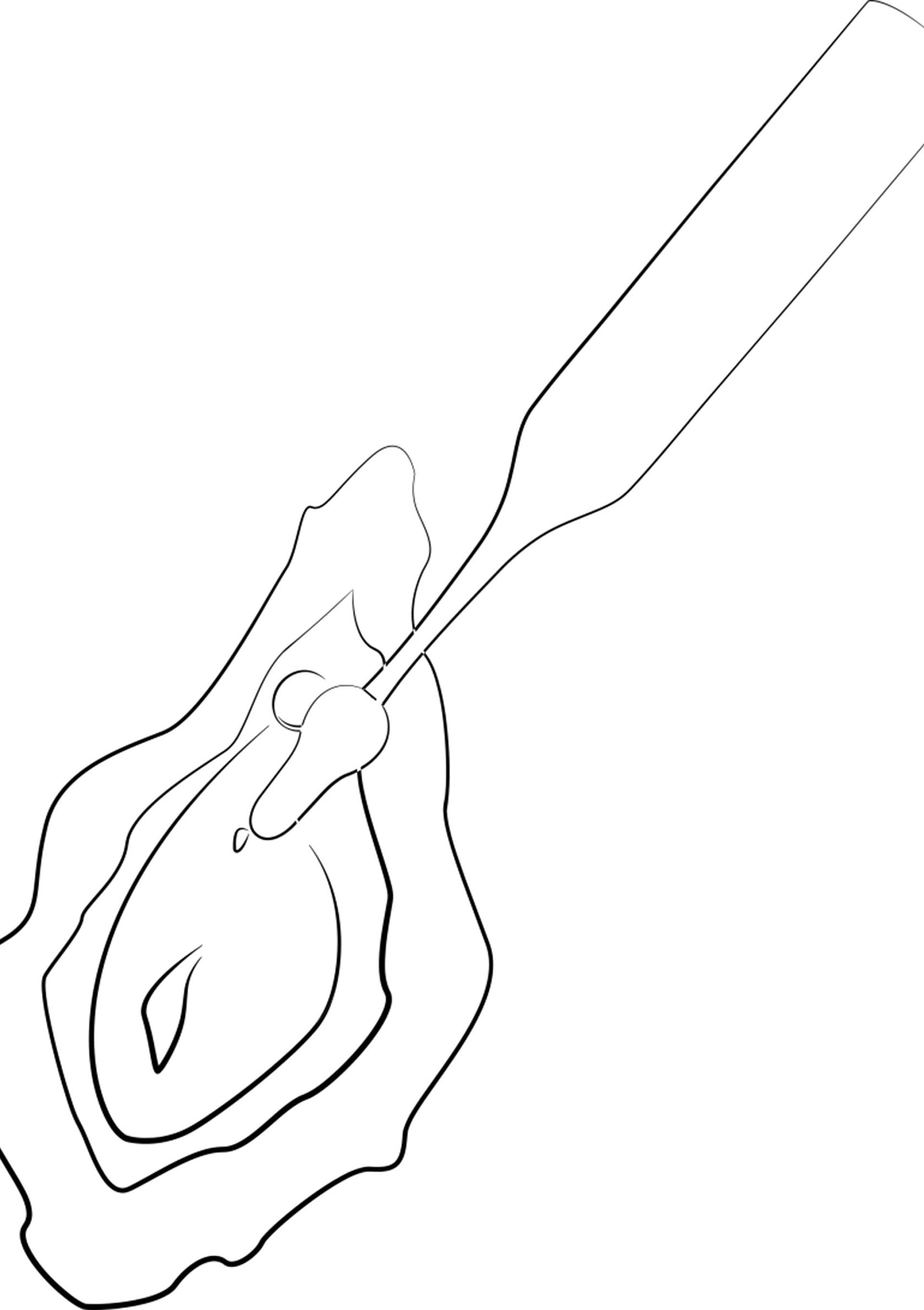 Huître ouverte avec un couteau. Fruits de mer frais et savoureux.; Oester geopend met een mes. Verse en smakelijke zeevruchten.; Oyster being opened with a knife. Fresh, tasty seafood.