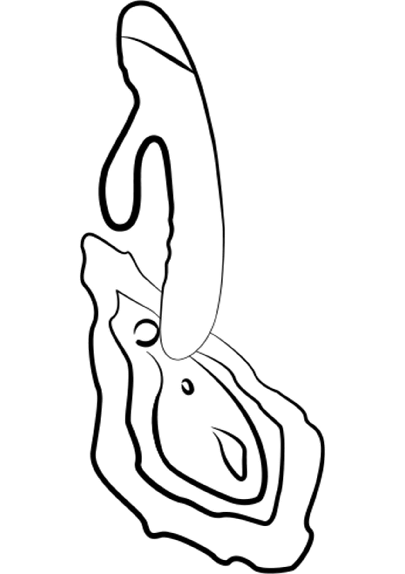 Dessin au trait d'un vibromasseur sur une huître. Produit érotique pour adultes.; Lijngrafiek van een vibrator op een oester. Erotisch product voor volwassenen.; Line art drawing of a vibrator on an oyster. Adult erotic product.